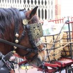 Festa dels Tres Tombs