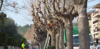Tala preventiva de sis arbres malalts a Buenos Aires per evitar un risc per als vianants