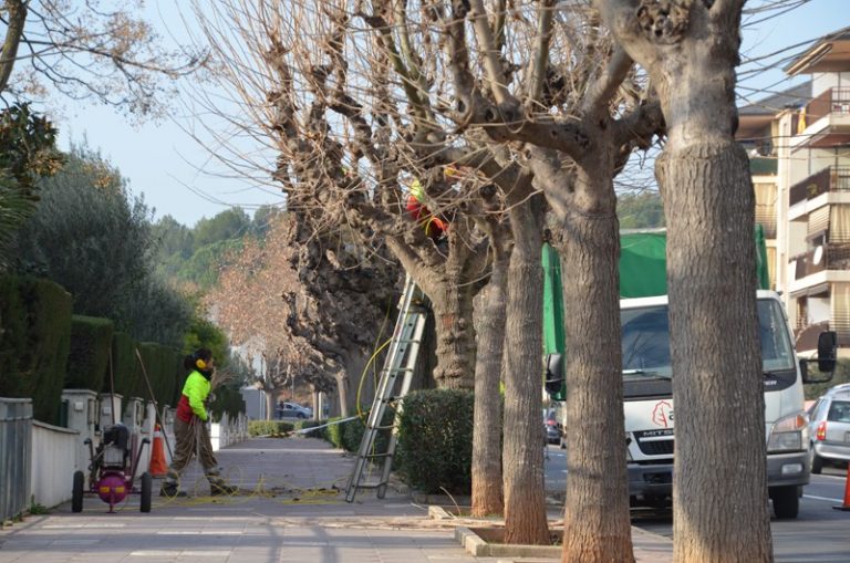 Tala preventiva de sis arbres malalts a Buenos Aires per evitar un risc per als vianants
