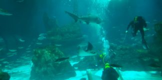 El martorellenc Marc Armengol pinta un retrat d’Álvaro Bultó entre taurons a l’Aquàrium
