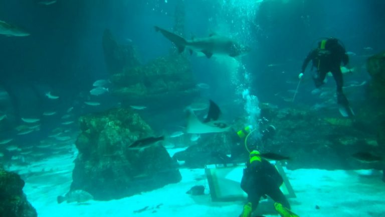 El martorellenc Marc Armengol pinta un retrat d’Álvaro Bultó entre taurons a l’Aquàrium