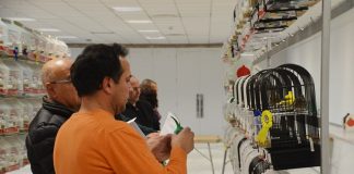 Uns 400 ocells participen en el XXXXIV concurs de l’Associació Ornitològica de Martorell Societat Ornitològica Martorell