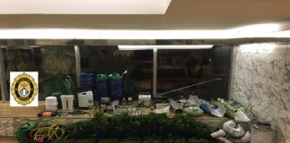 La Policia Local desmantella una plantació de marihuana i en deté els dos responsables