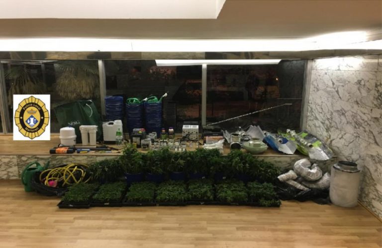 La Policia Local desmantella una plantació de marihuana i en deté els dos responsables