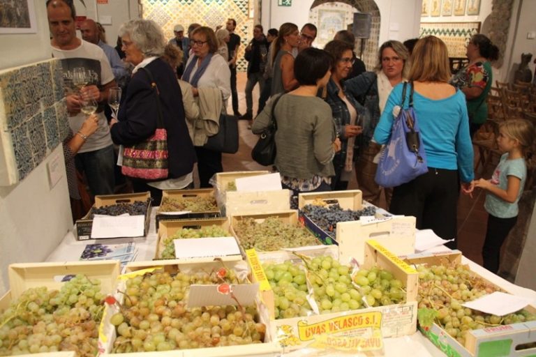 La comunió entre raïm, pagesia i música clàssica fa el ple al Museu Municipal Vicenç Ros
